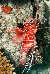 Velidhu - 2013_03_11 - IMG_0531r_Laffe cornu ou poisson diale ou pterois a antennes - Pterois antennata_Kuda reef_Plongee